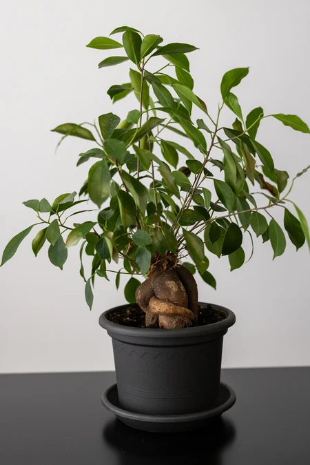 Indoor Houseplant in Pot