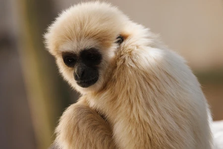 Serene Gibbon Portrait