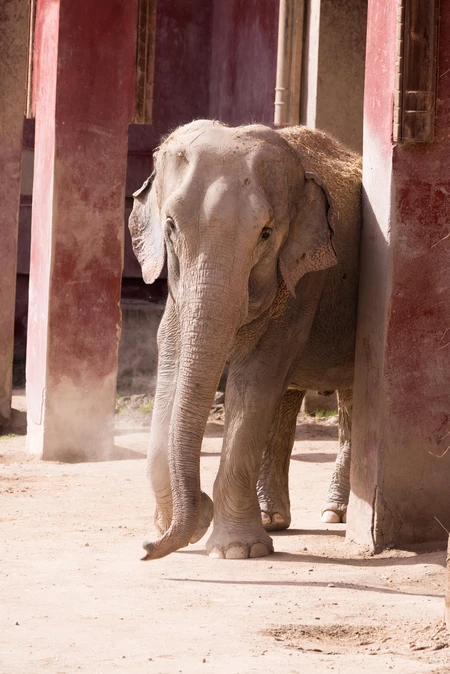 Elephant in Architectural Setting