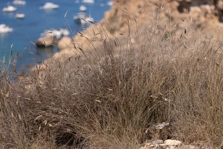 Coastal Grasses with Sea View