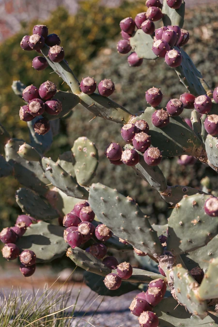 Cactus with Prickly Pears