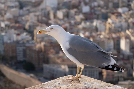 Seagull Overlooking the City