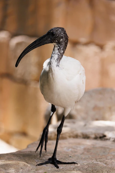 Ibis in Natural Habitat