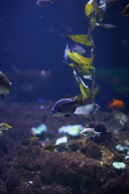 Underwater Scene with Fish