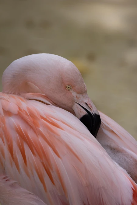 Resting Flamingo