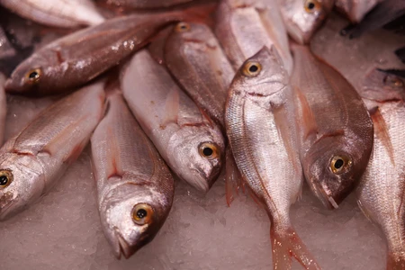 Fresh Fish on Ice