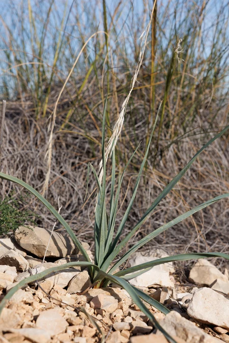 Desert Grassland