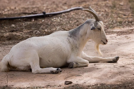 Resting Goat on Dirt Path
