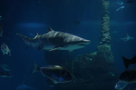 Shark Underwater