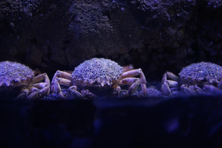 Crabs in an Aquarium