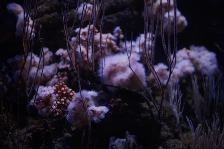 Underwater Coral Scene