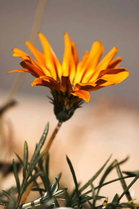 Vibrant Orange Flower