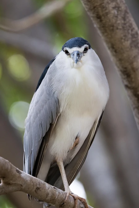 Portrait of a Black-Crowned Night Heron