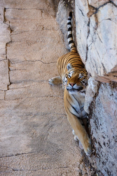 Resting Tiger in Stone Enclosure