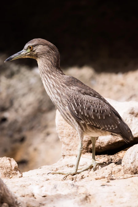 Bird on Rocky Terrain