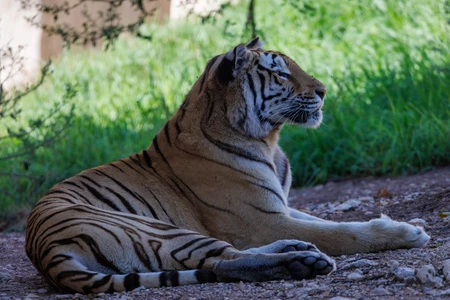 Tiger in Natural Habitat