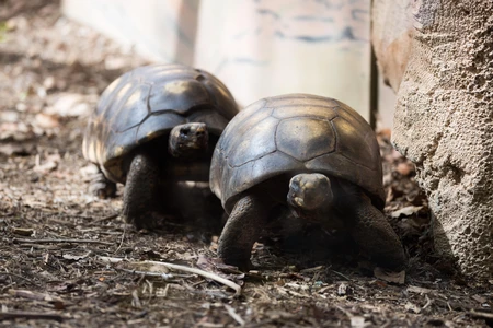Tortoises in Natural Habitat