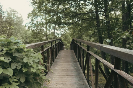 Woodland Bridge