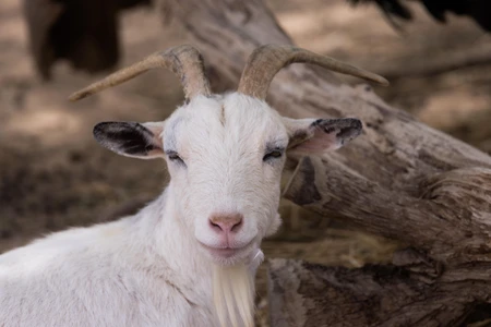Friendly Goat in Natural Habitat