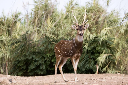 Majestic Deer in Natural Habitat