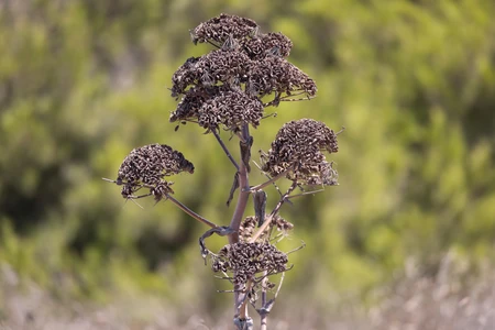 Close-up of Dry Plant
