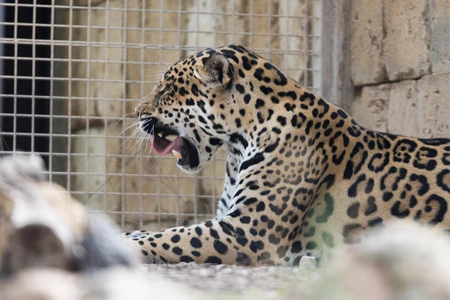 Jaguar in Captivity