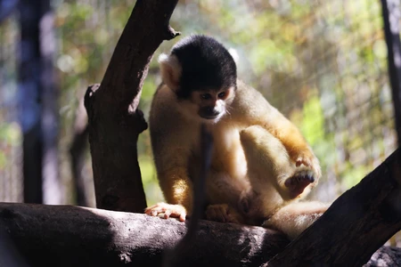 Squirrel Monkey on a Tree