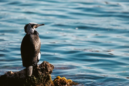 Cormorant by the Sea