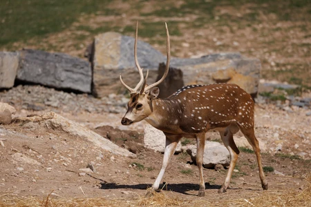 Walking Spotted Deer
