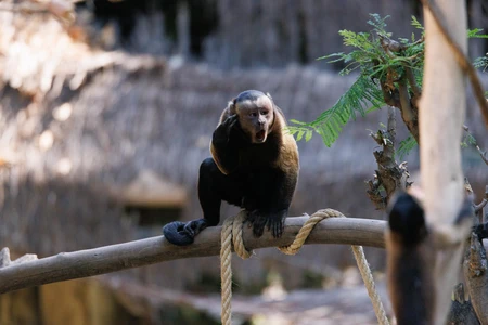 Capuchin Monkey on a Branch