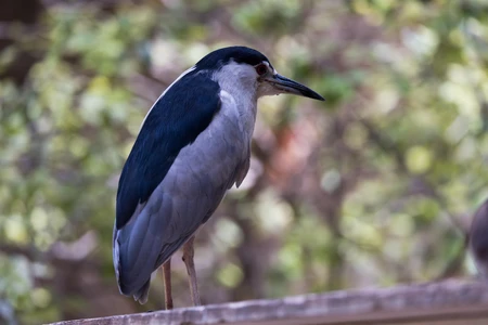 Portrait of a Heron