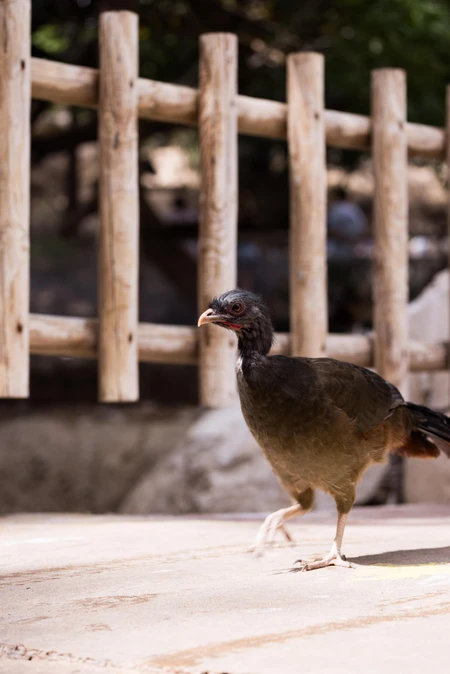 Bird by a Wooden Fence