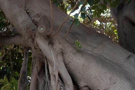 Bark and Branches