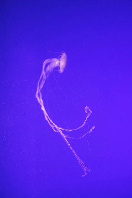 Ethereal Jellyfish in Deep Blue