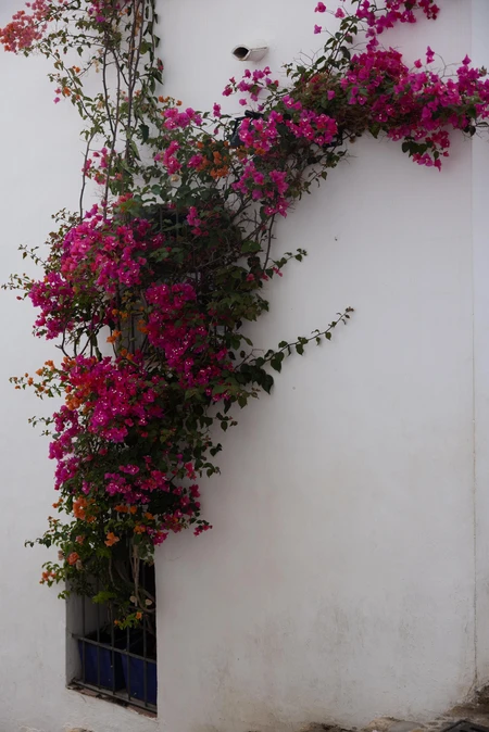 Vibrant Bougainvillea on White Wall