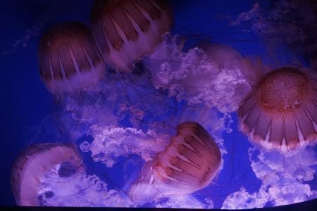 Luminescent Jellyfish Underwater