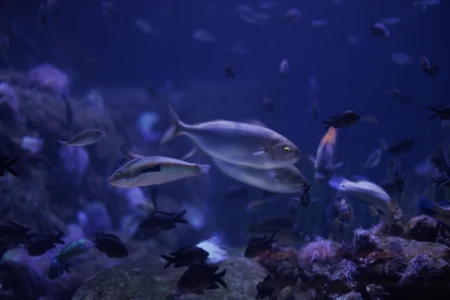 Underwater Aquarium Scene