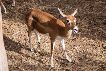Young Antelope in Sunlight