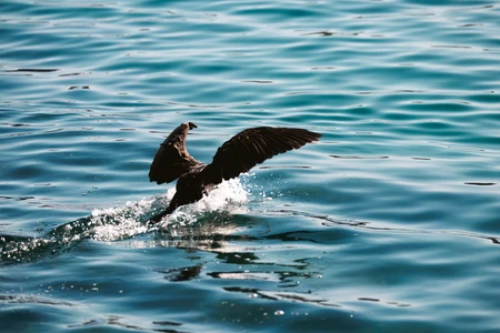 Bird Skimming Water
