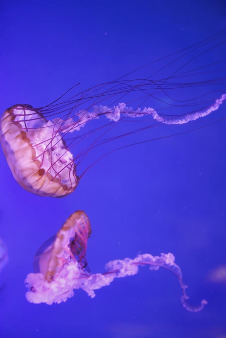Graceful Jellyfish in Blue Waters