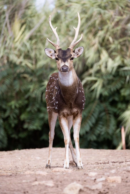 Graceful Deer in Its Natural Habitat