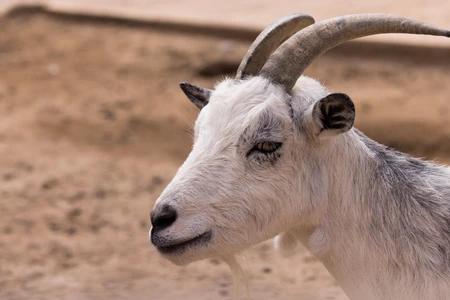 Serene Goat Resting