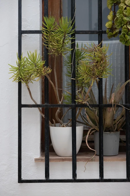 Potted Plants by a Window