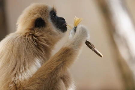 Primate Eating in Habitat