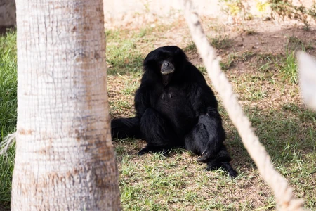 Sitting Primate in Natural Habitat