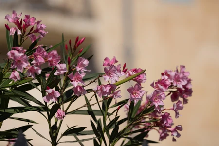 Blooming Oleander