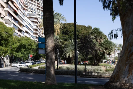 Urban Park with Palm Trees