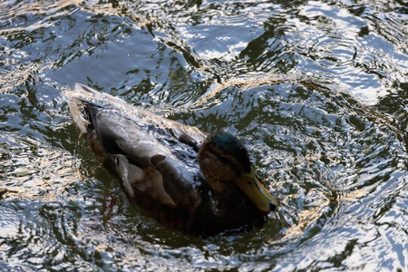 Duck Swimming
