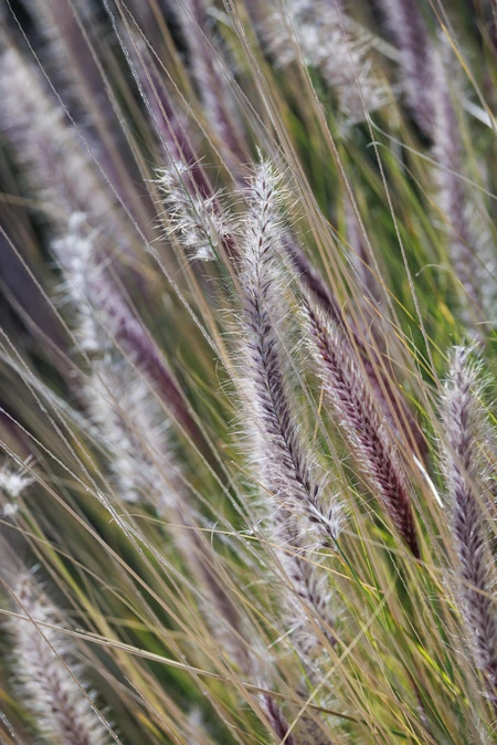 Close-up of Tall Grass