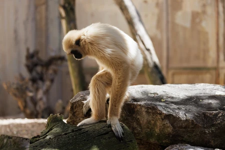 Gibbon on Rock
